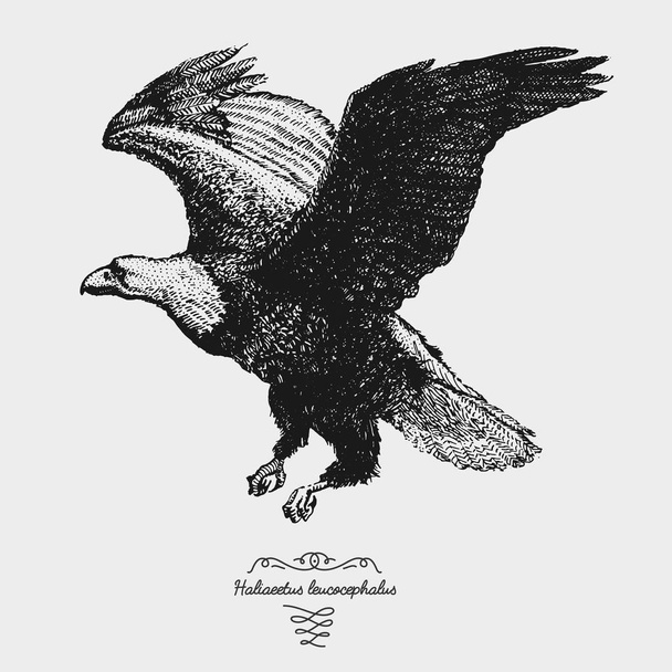 рука намальована векторна реалістична птах, ескізний графічний стиль
, - Вектор, зображення
