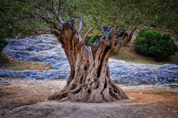 Vanha oliivipuun runko, juuret ja oksat
 - Valokuva, kuva