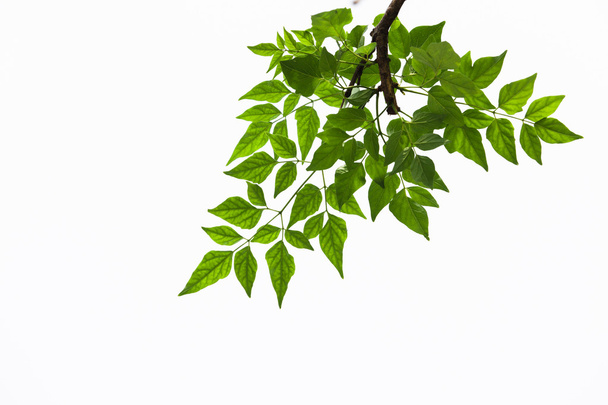grüne Blätter auf weißem Hintergrund - Foto, Bild