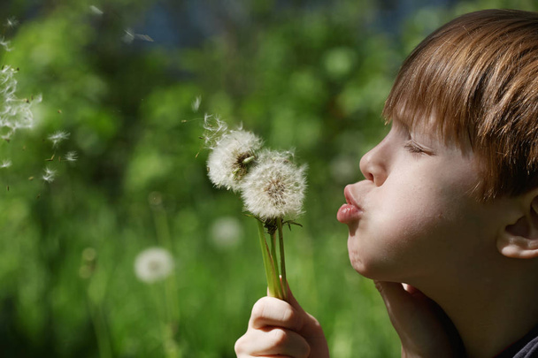 child and dandelions - Photo, Image
