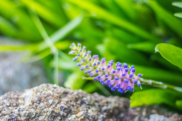 Pembe mavi Aechmea, Apocalyptica gamesopela bromeliad çiçek - Fotoğraf, Görsel