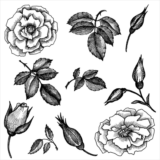ensemble floral vectoriel vintage
 - Vecteur, image