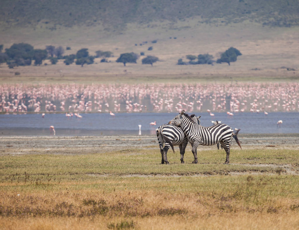 Zone de conservation de Ngorongoro
 - Photo, image