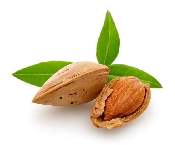 Mantelinpähkinäryhmä
 - Valokuva, kuva