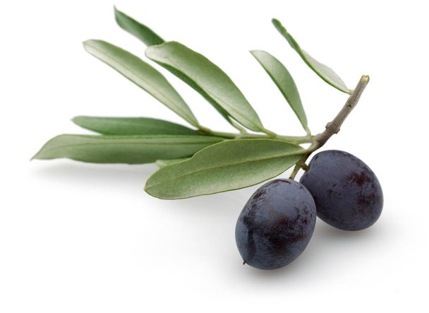 Olive noire aux feuilles vertes
 - Photo, image