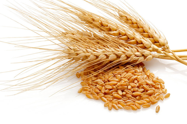 Têtes de graines de blé
 - Photo, image