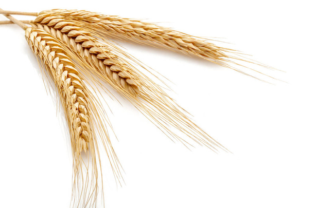 Teste di semi di grano
 - Foto, immagini