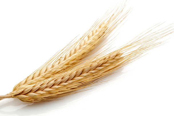 Семена пшеницы
 - Фото, изображение