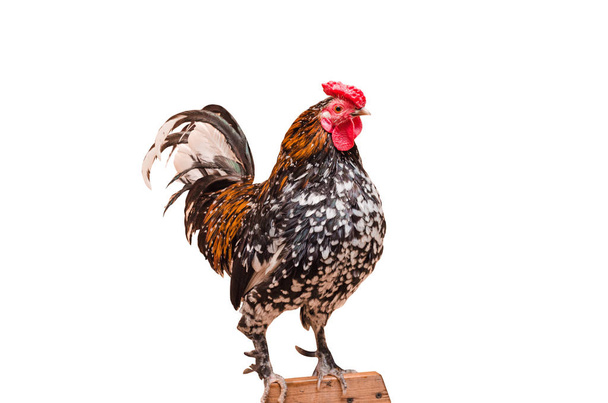 Large living rooster - Foto, Bild