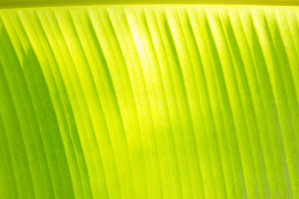 グリーン バナナ葉の背景のクローズ アップ - 写真・画像