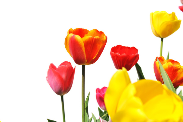 Tulips of various colors isolated on white - Fotoğraf, Görsel