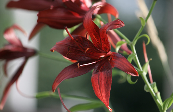 Red lily - Photo, image