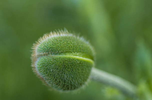 spiny green bud - Foto, afbeelding
