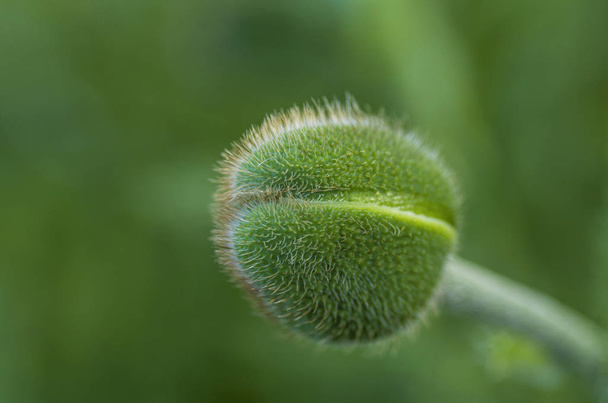 spiny green bud - Foto, Imagen