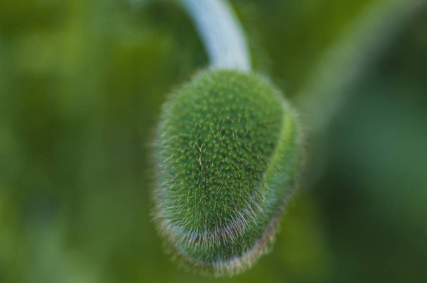 spiny green bud - Foto, afbeelding