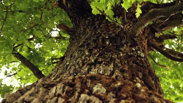 Oak tree - Vertical Dolly - Footage, Video