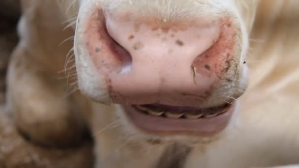 Állattenyésztési ágazat - Felvétel, videó