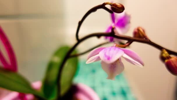 4K Orchid blooms, timelaps - Materiaali, video