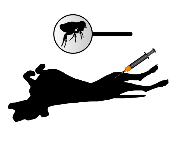 Koira saa rokotuksen kirppuja vastaan
 - Valokuva, kuva