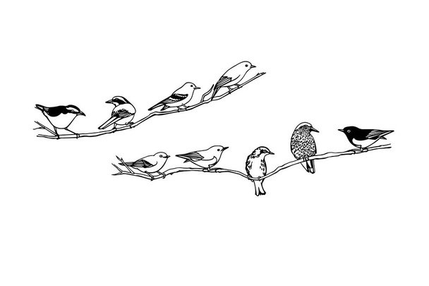 Hand drawn birds - Vector, Image