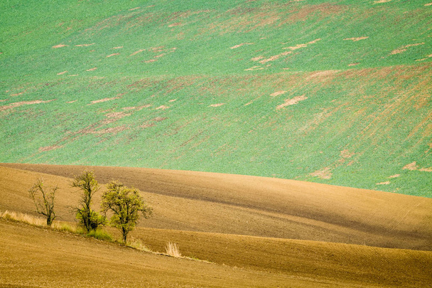Agricoltura dei campi moravi in Cechia
. - Foto, immagini