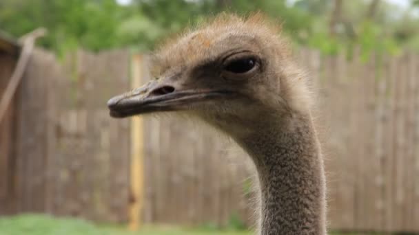 Ostrich. Struthio camelus - Footage, Video