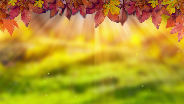 Herbstblätter eines Ahorns auf verschwommenem Hintergrund. Landschaft in der Herbstsaison - Filmmaterial, Video