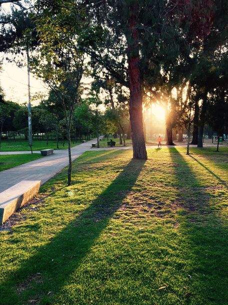Homme courant le matin dans le parc, le soleil se levant entre les arbres
 - Photo, image