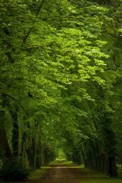 ομιχλώδη παλαιό δάσος - Φωτογραφία, εικόνα