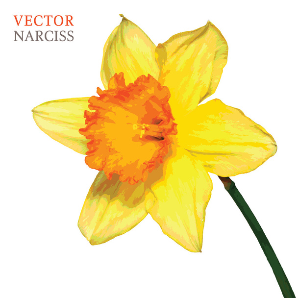 žlutá narciss vektor - Vektor, obrázek