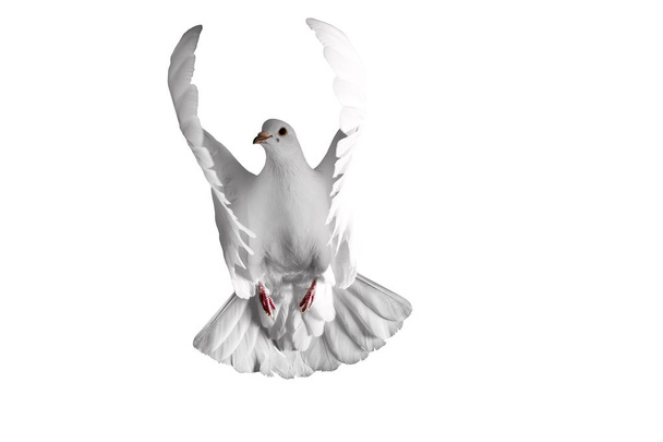 λευκό περιστέρι που πετούν σε φόντο - Φωτογραφία, εικόνα
