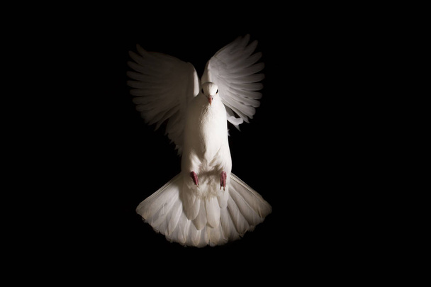 άσπρο Περιστέρι πετά έξω από το σκοτάδι στο φως - Φωτογραφία, εικόνα