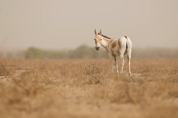wild donkey in the desert little rann of kutch  - Φωτογραφία, εικόνα