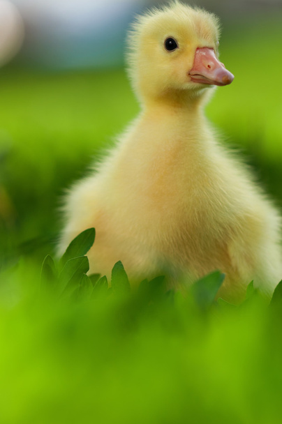Hazai gosling - Fotó, kép