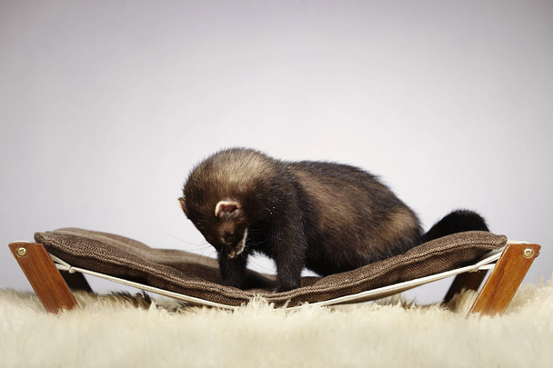 Black ferret in studio - Фото, зображення