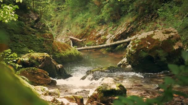 Piękny creek - Mountain Creek - Materiał filmowy, wideo