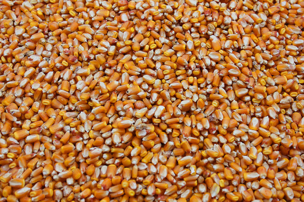 grains of corn background - Photo, Image