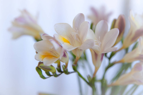 Branche avec fleurs blanches - Photo, image
