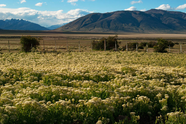 Argentina: un campo di fiori gialli mozzafiato nel paesaggio della Patagonia vicino a El Calafate
 - Foto, immagini