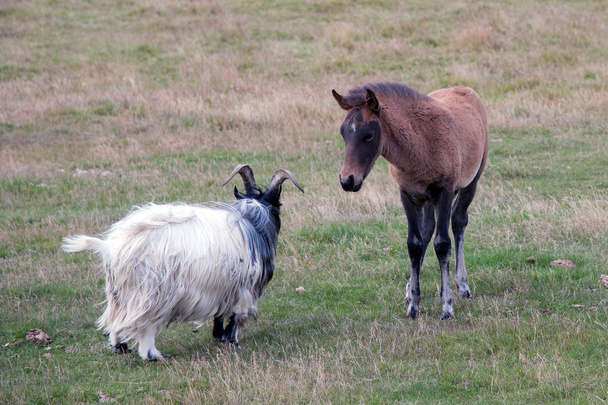 Iceland - Southern Iceland - Iceland horses grazing - Icelandic foal - Photo, Image
