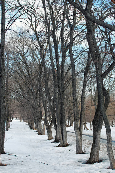 thaw snow lanscape tree - Valokuva, kuva