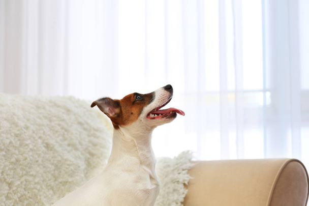 Mignon Jack Russel Terrier sur le canapé dans la chambre
 - Photo, image