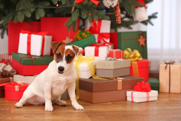 Cute Jack Russel puppy in decorated Christmas room, closeup - Фото, изображение
