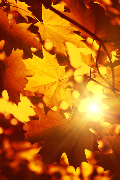 Branche de feuillage d'érable d'automne avec lumière du soleil
 - Photo, image
