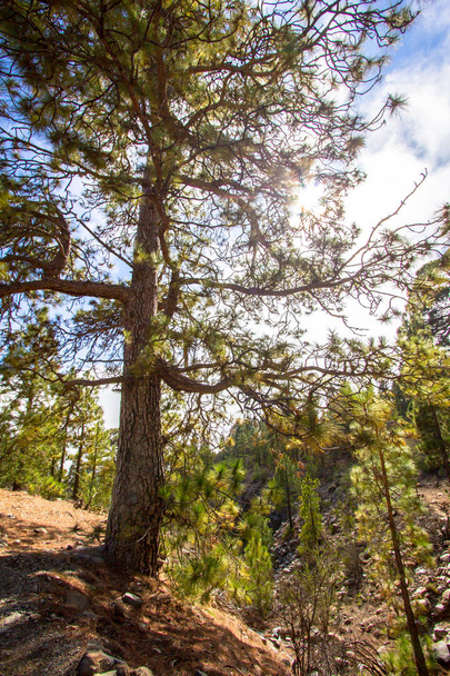 Canarian pines on sunny day - Photo, Image