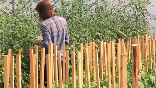 Tyttö tarkistaa tomaatit kasvihuoneessa
 - Materiaali, video