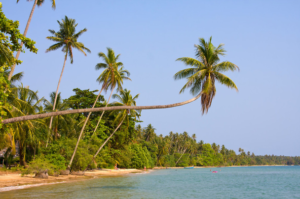 Tropical beach with exotic palm trees - Fotografie, Obrázek
