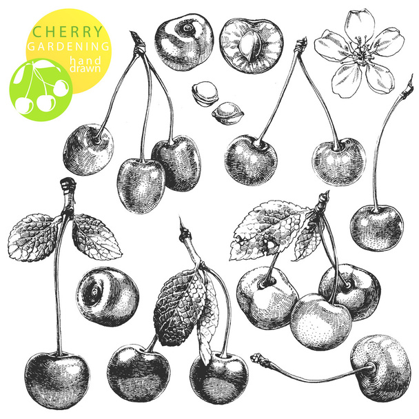 Cherries - Vector, Image