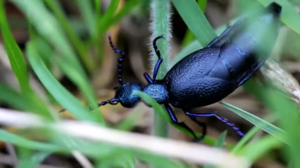 Bug in the grass - Materiaali, video
