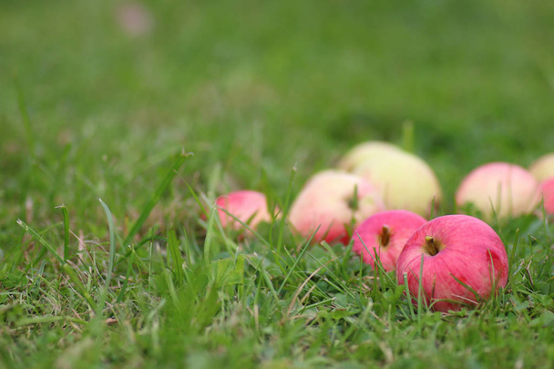 урожай яблок на траве
 - Фото, изображение